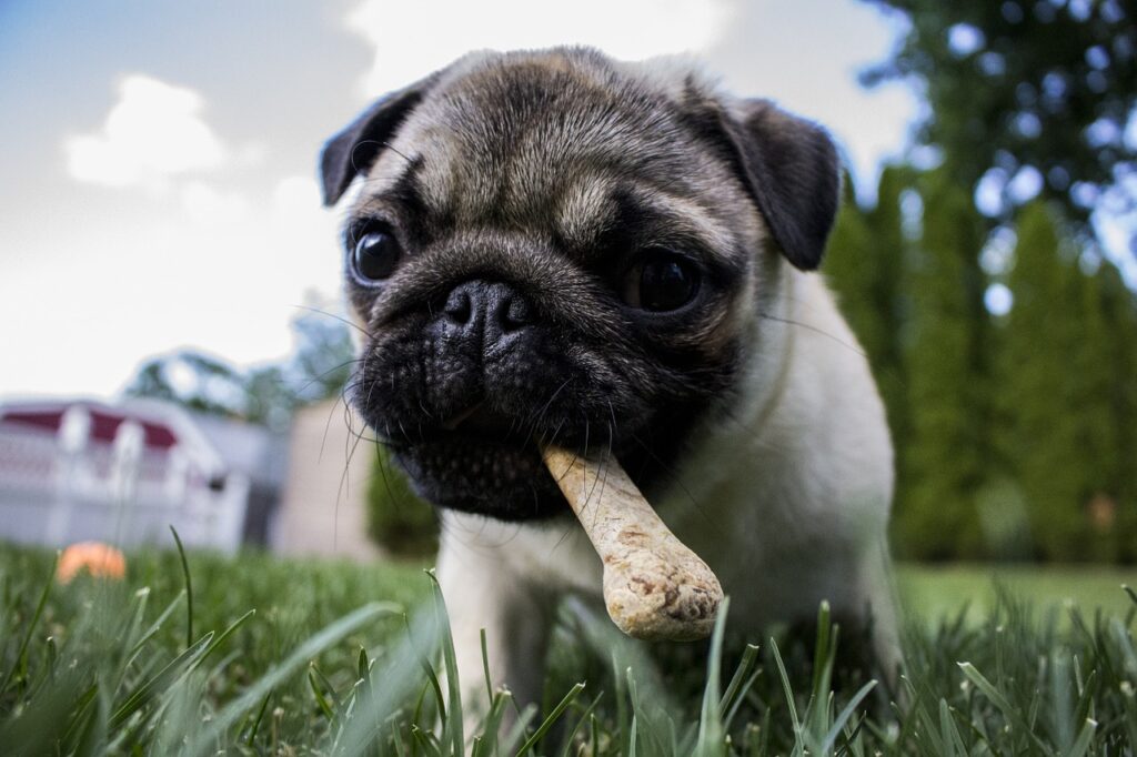 puppy chewing on bone